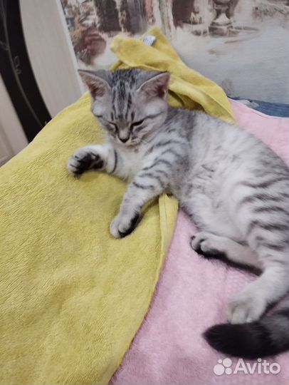 Котик породы шиншилла