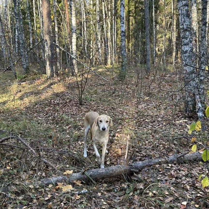 Русская гончая