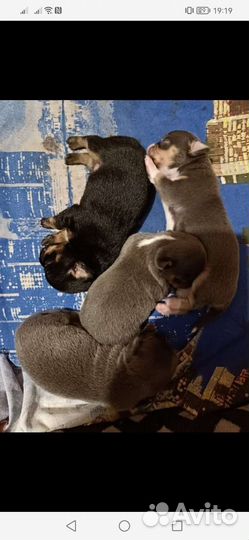 Вязка чихуахуа