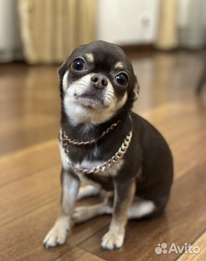 Чихуахуа мини мальчик