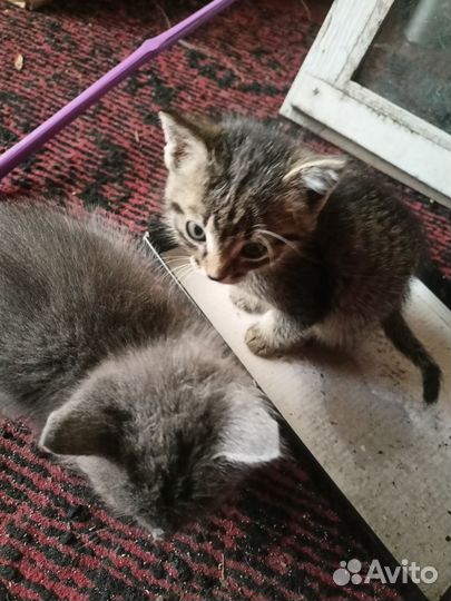 Отдам бесплатно