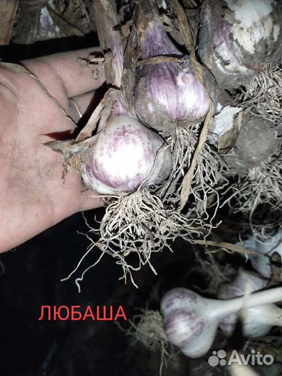 Озимый чеснок,картофель на посадку