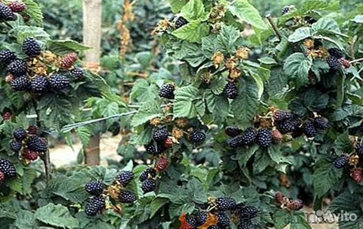 Саженцы ежевики Небеса могут подождать
