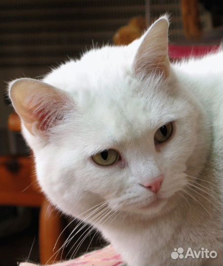Белая кошка