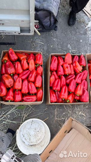 Перец болгарский