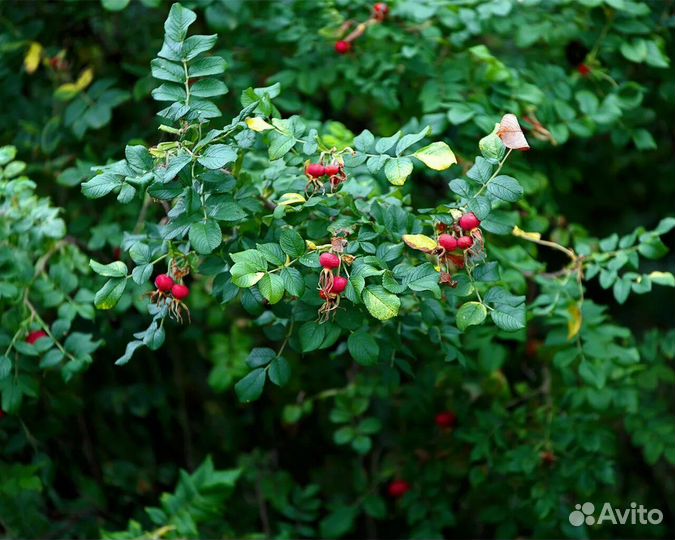 Саженцы шиповника