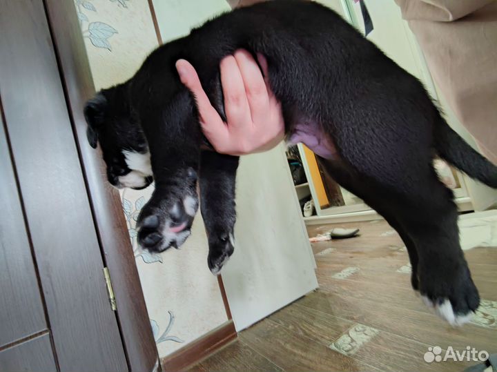 Собака в добрые руки отдам бесплатно