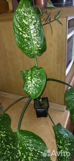 Крестовник Роули и др
