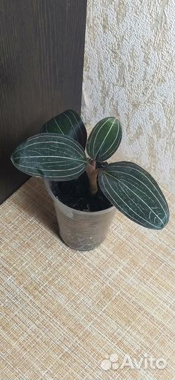 Драгоценная орхидея Лудизия