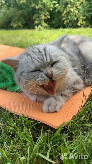 Отдам котят