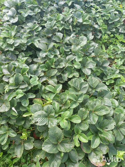 Клубника Зенга зенгана.и Украинская бомба