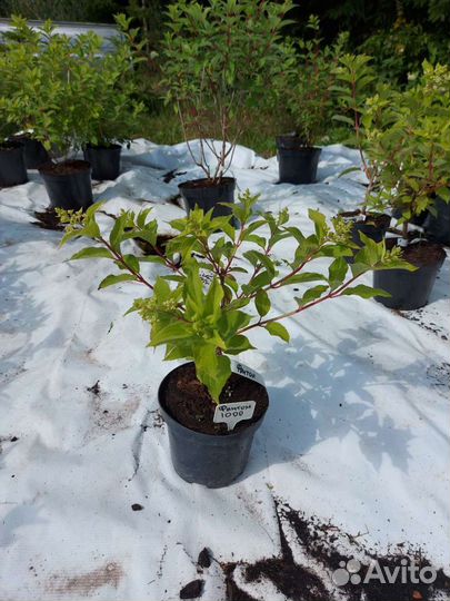 Гортензия метельчатая «Фантом»