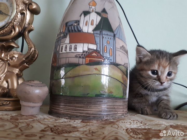 Домашние животные
