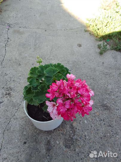 Герани и хризантема