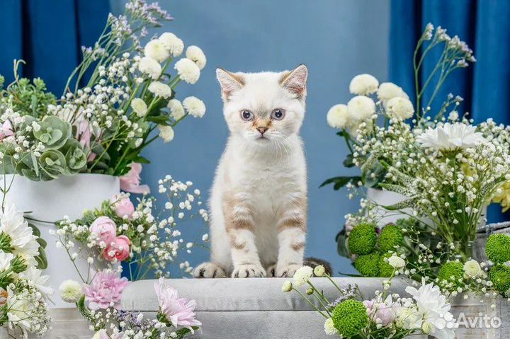 Британская кошка