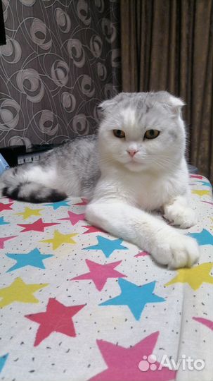 Продам кота