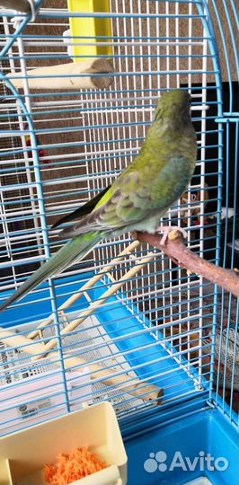 Певчий попугай