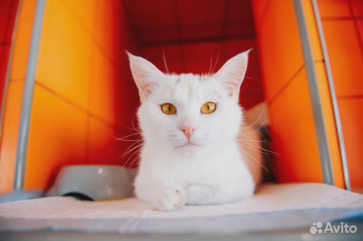 Белоснежная кошка Пудра ищет дом