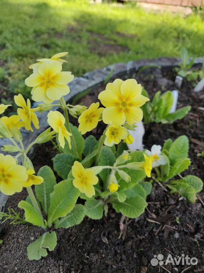 Примула жёлтая