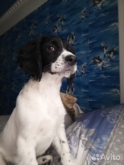 Русский спаниель