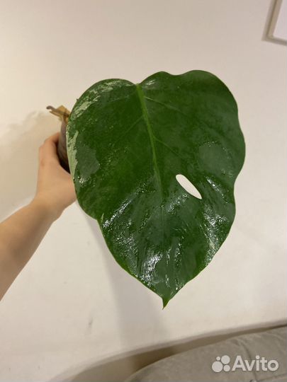 Монстера альба