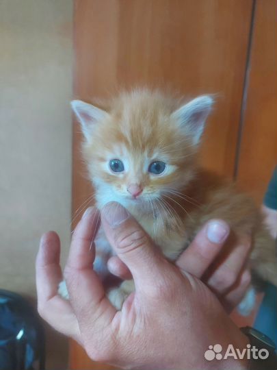 Котики в добрые руки