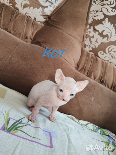 Канадский сфинкс котята