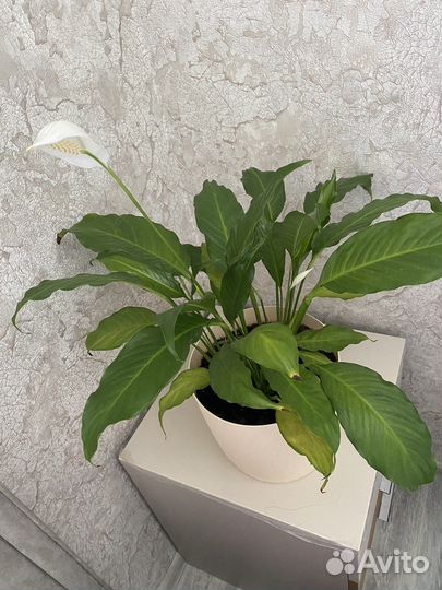 Спатифиллум