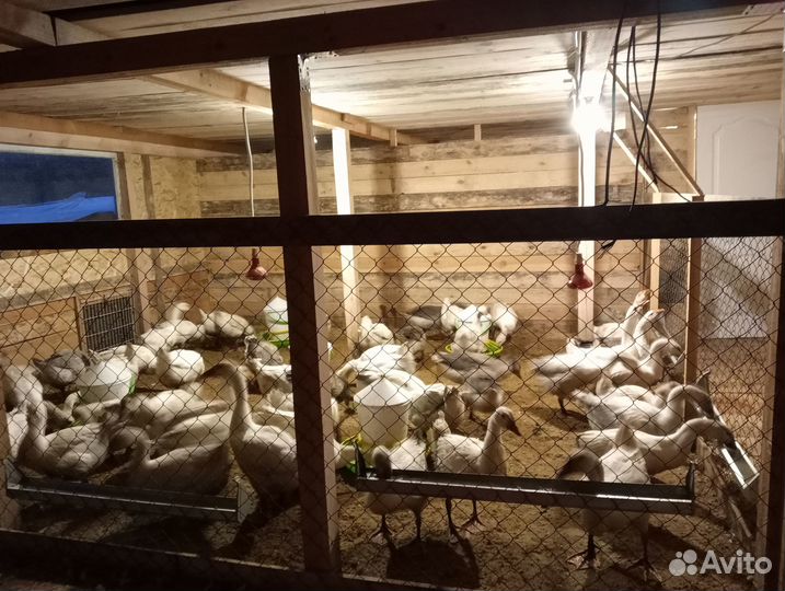 Гуси-гусята.Куры-цыплята. Бройлеры