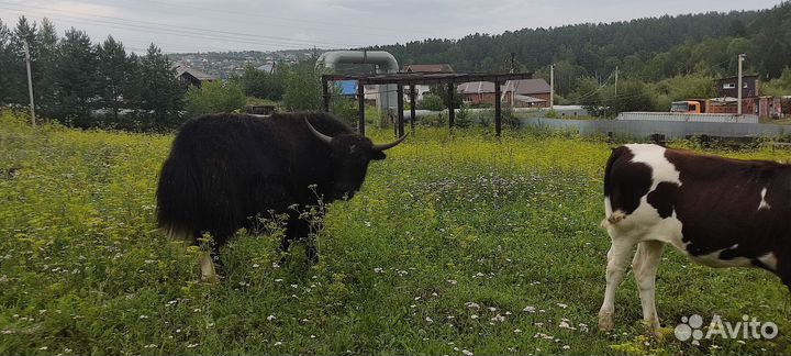 Корова дойная, як и самка яка