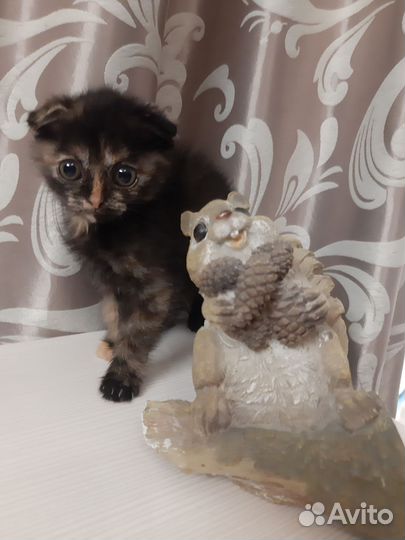 Шотландская вислоухая кошка бесплатно