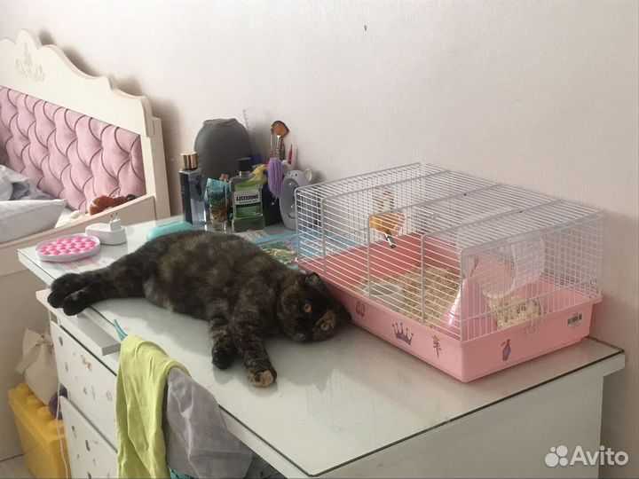 Экзотическая