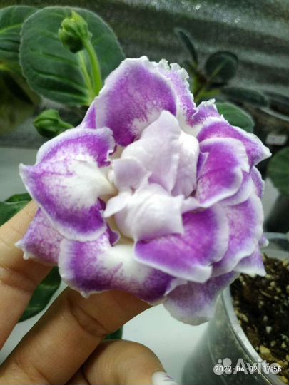 Махровая глоксиния
