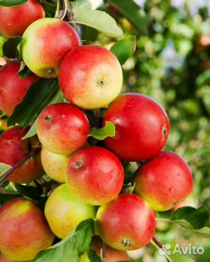 Продам Яблоки