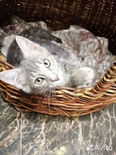 Котенок Игорь, окрас дворянский вискас (серый)