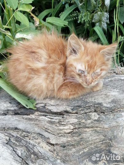 Котята ищут приют