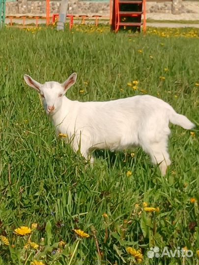 Семья зааненских коз