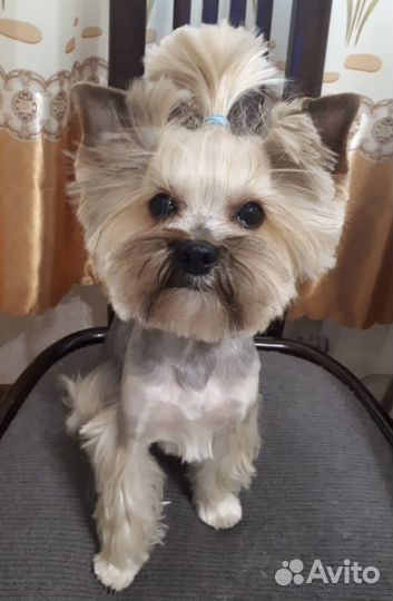 Потерялась собака