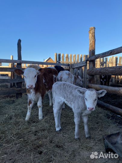 Телята телочки и бычки