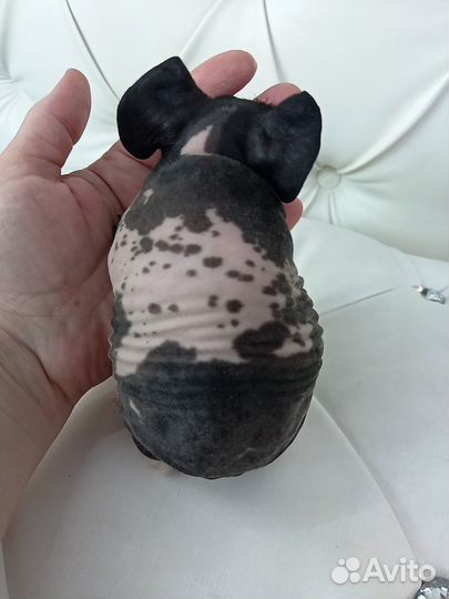 Бронь Морская свинка самка скинни доставка