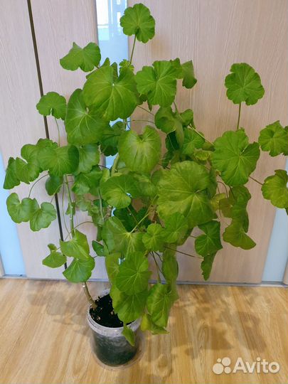Пеларгония Ungarisk Appleblossom rosebud
