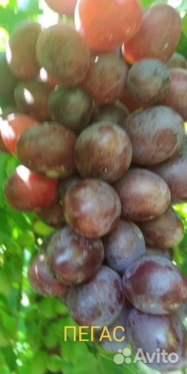 Черенки винограда