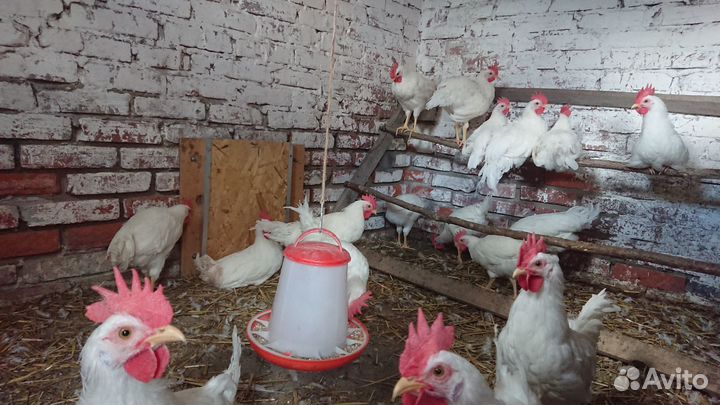 Петушки леггорн белый стандарт