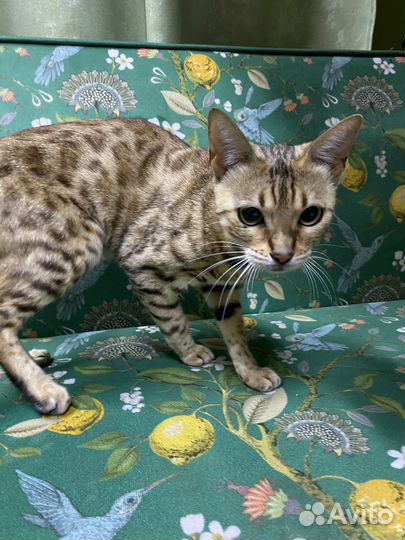 Бенгальская кошка