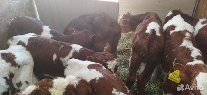 Телята доставка