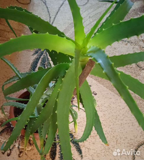 Пеларгония герань, хлорофитум, Алоэ