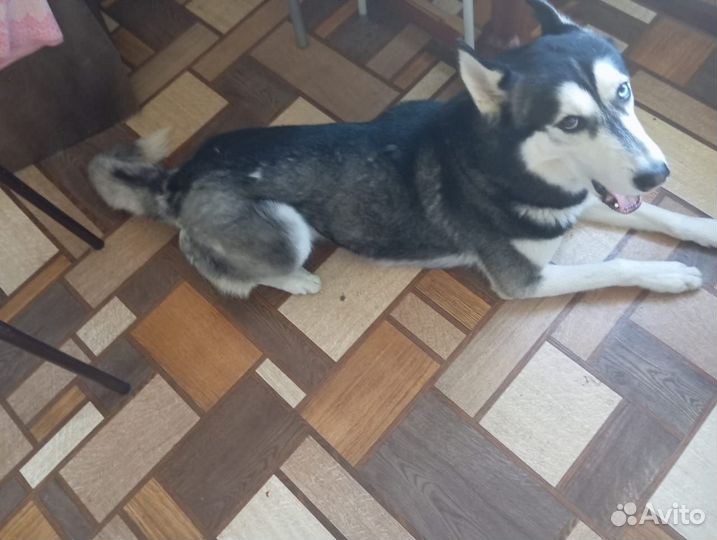 Сибирский хаски