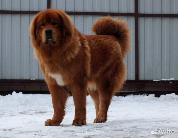 Тибетский мастиф щенки