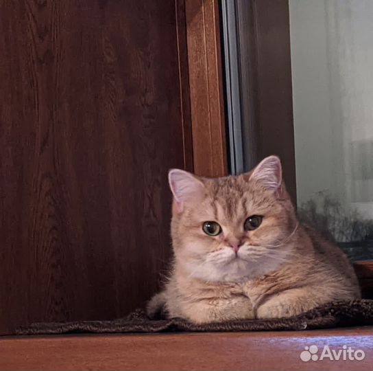 Британская золотая кошка