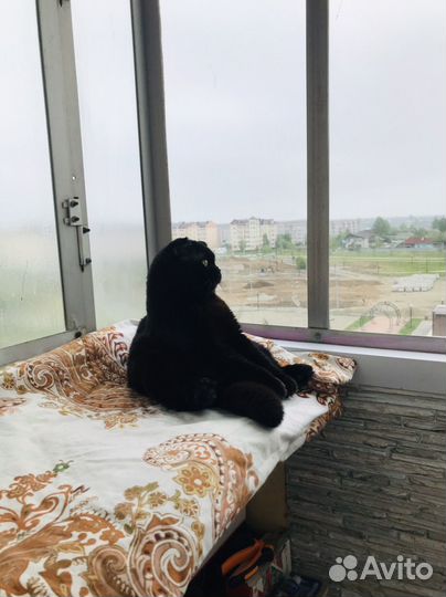 Котик